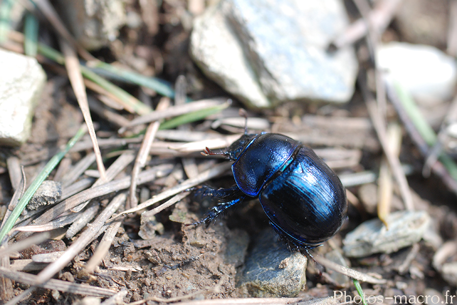 Geotrupes stercorarius